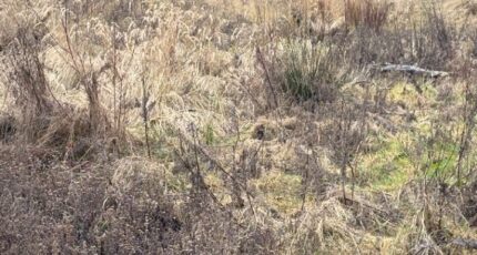 Hesdigneul-lès-Boulogne Maison neuve - 2399433-11072annonce220260120R2toK.jpeg Maisons Les Naturelles